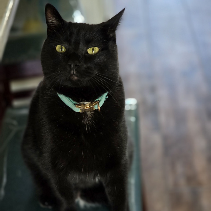 Pennie The Cat Nanny