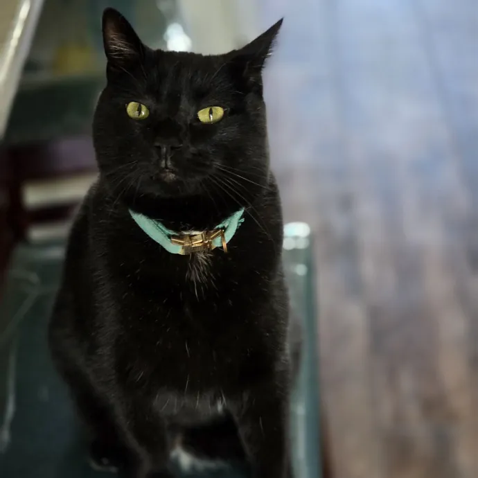 Pennie The Cat Nanny