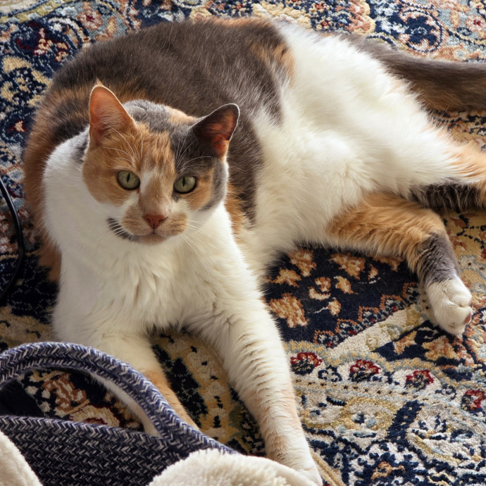 Pennie The Cat Nanny