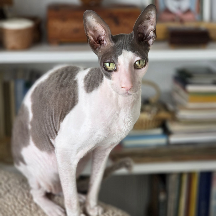 Pennie The Cat Nanny
