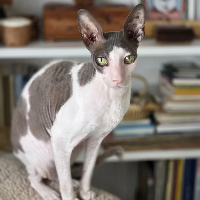 Pennie The Cat Nanny