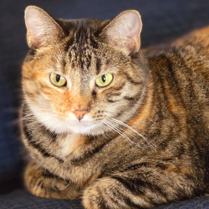 Pennie The Cat Nanny