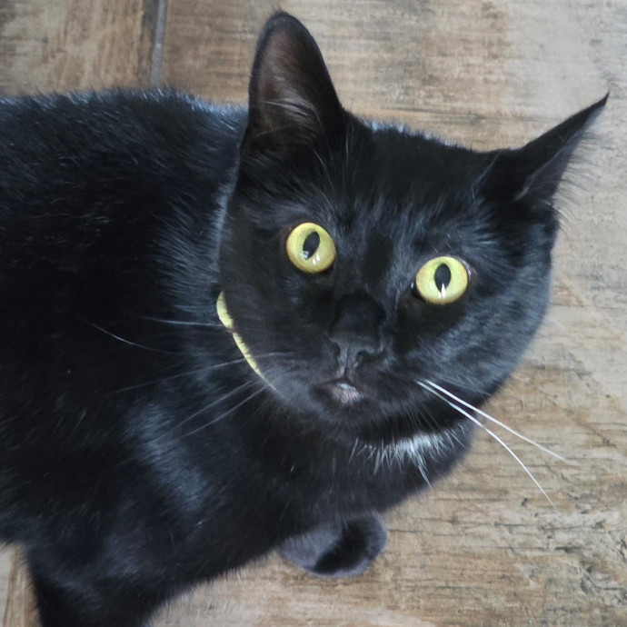 Pennie The Cat Nanny