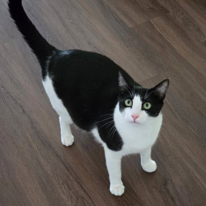 Pennie The Cat Nanny