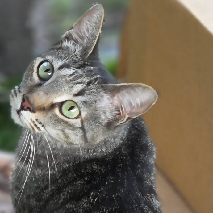 Pennie The Cat Nanny
