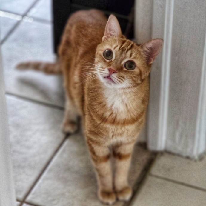 Pennie The Cat Nanny