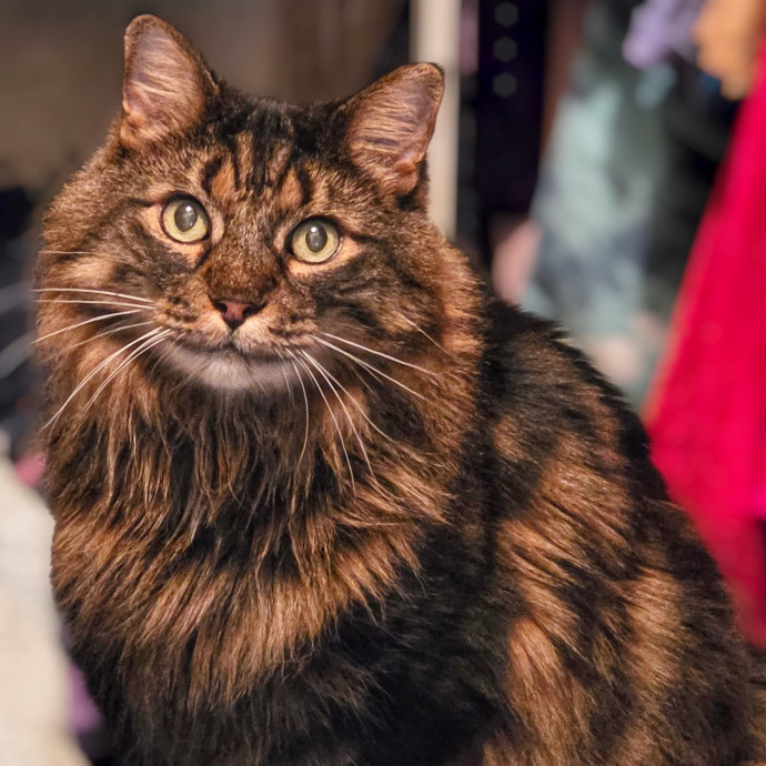 Pennie The Cat Nanny