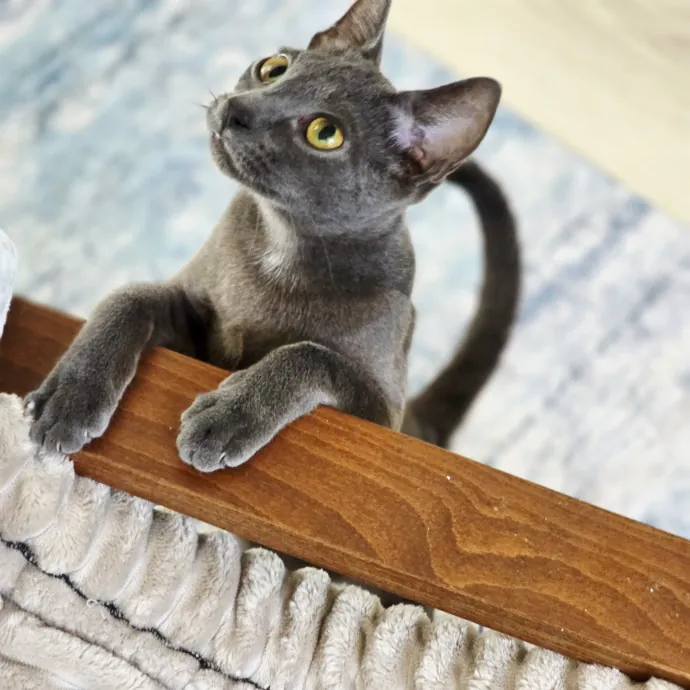 Pennie The Cat Nanny