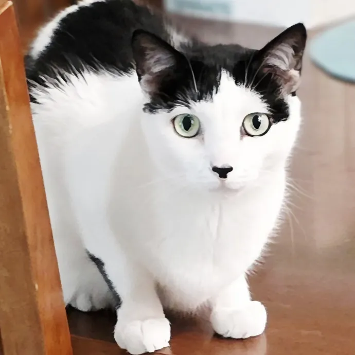 Pennie The Cat Nanny
