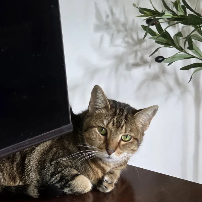 Pennie The Cat Nanny