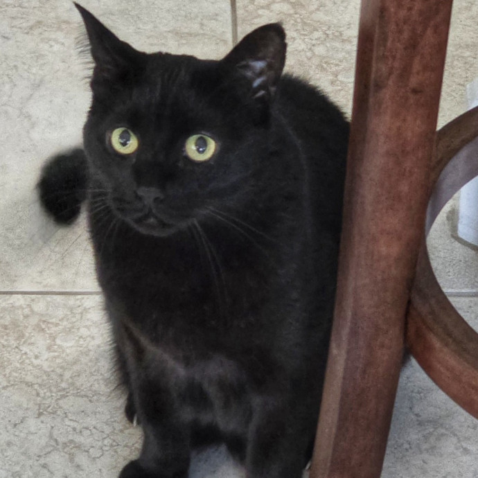 Pennie The Cat Nanny
