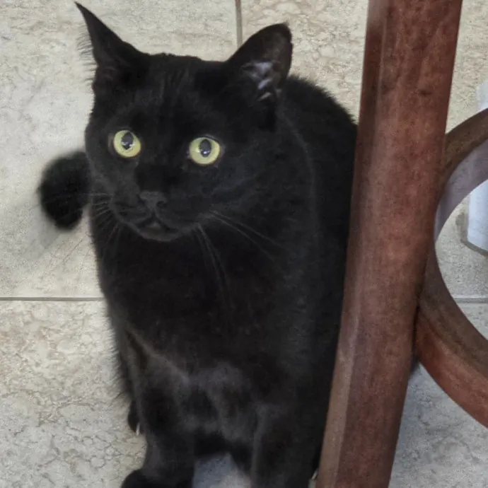Pennie The Cat Nanny photo 3
