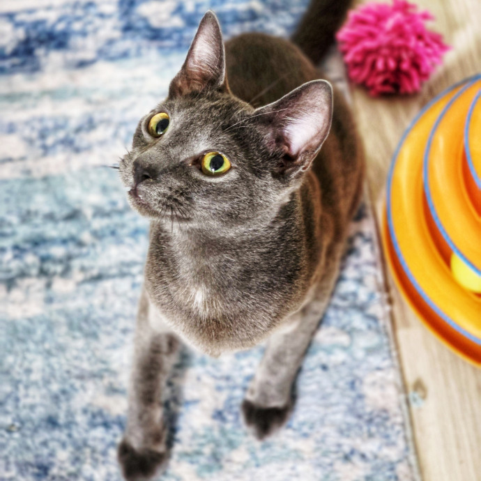Pennie The Cat Nanny