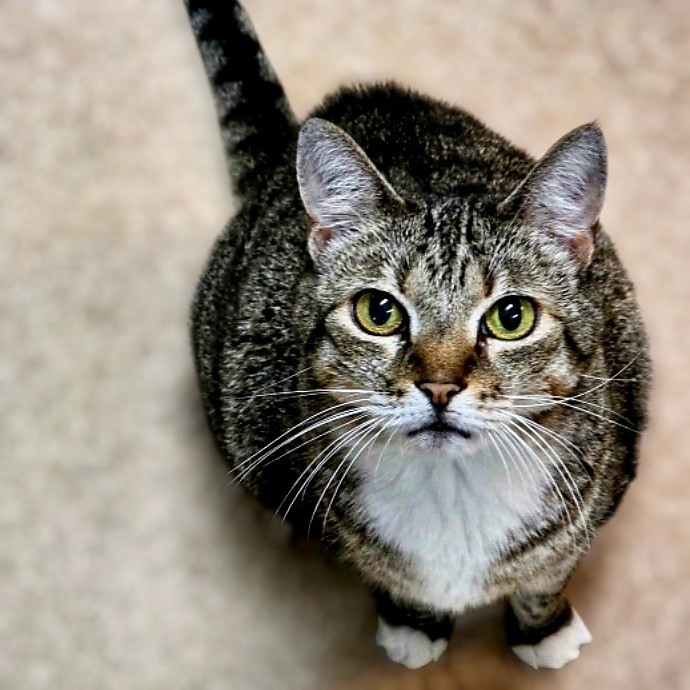 Pennie The Cat Nanny