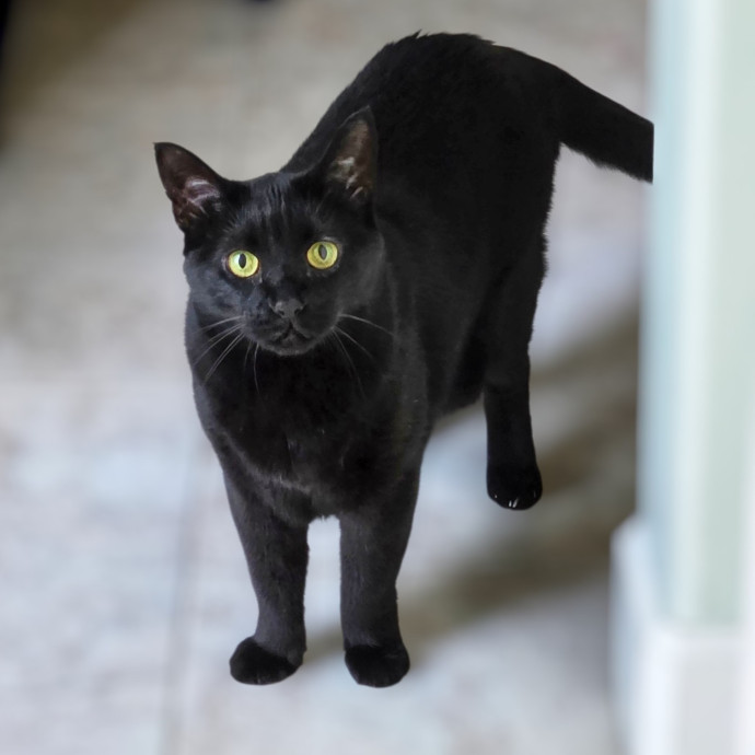 Pennie The Cat Nanny