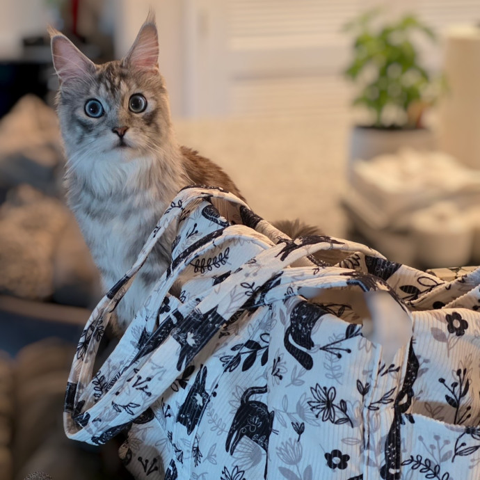 Pennie The Cat Nanny