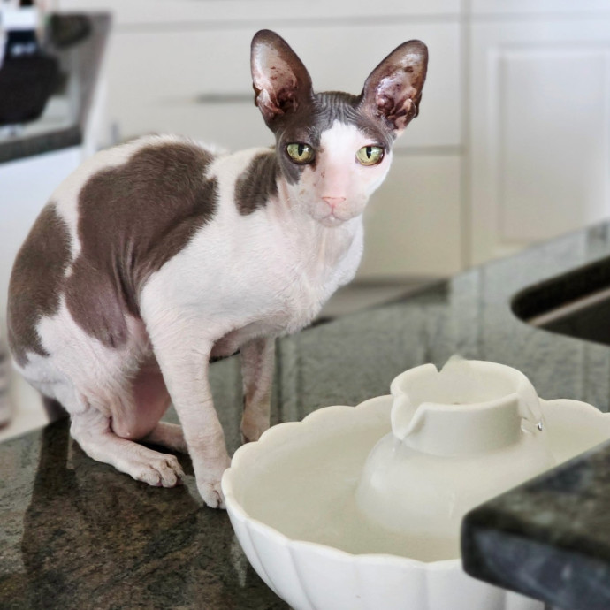 Pennie The Cat Nanny