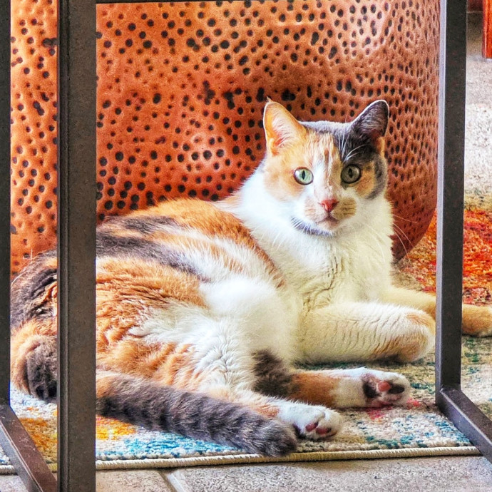Pennie The Cat Nanny