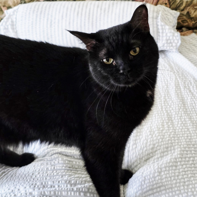 Pennie The Cat Nanny