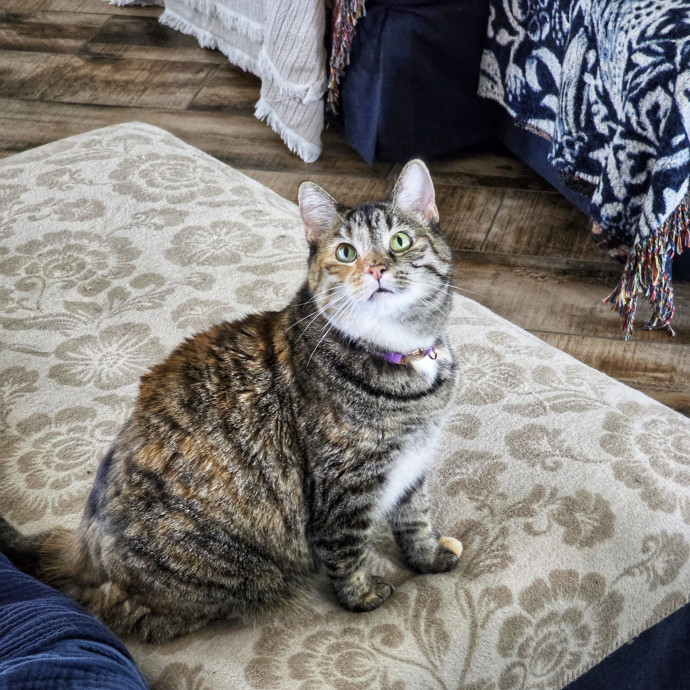 Pennie The Cat Nanny