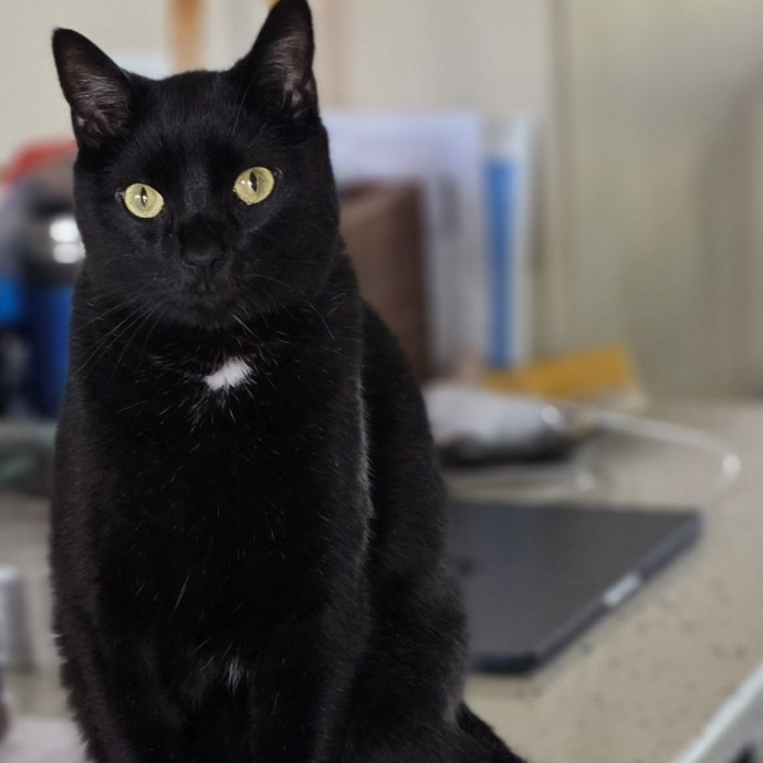 Pennie The Cat Nanny