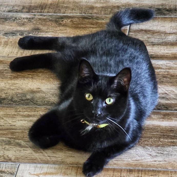 Pennie The Cat Nanny