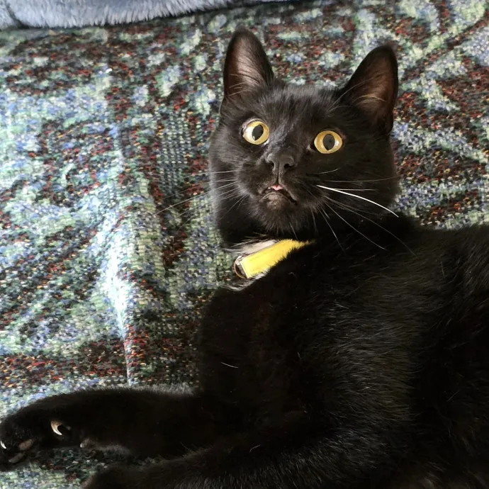 Pennie M.