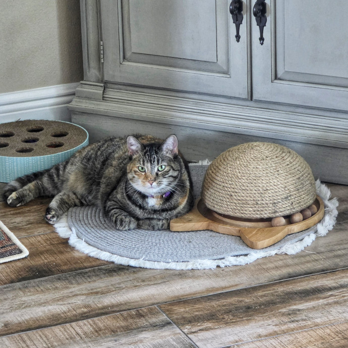 Pennie The Cat Nanny photo 3
