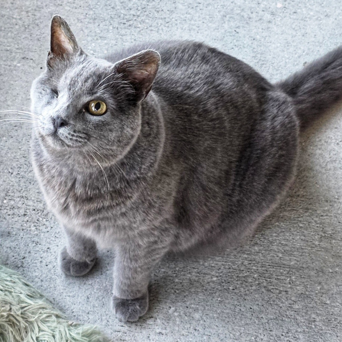 Pennie The Cat Nanny photo 3