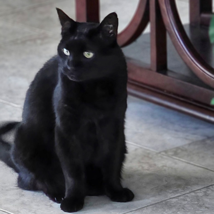Pennie The Cat Nanny photo 2