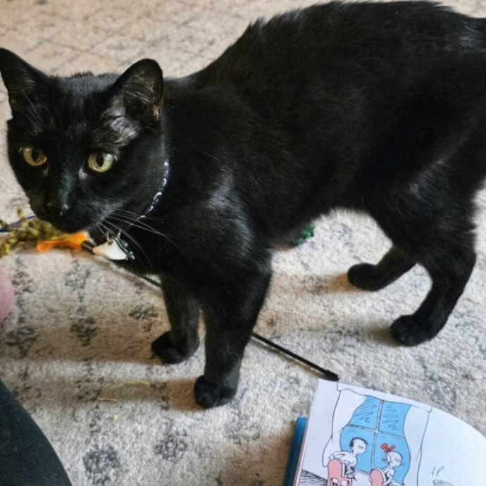 Pennie The Cat Nanny