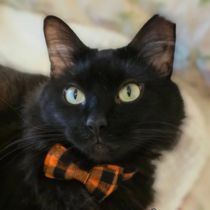 Pennie M.