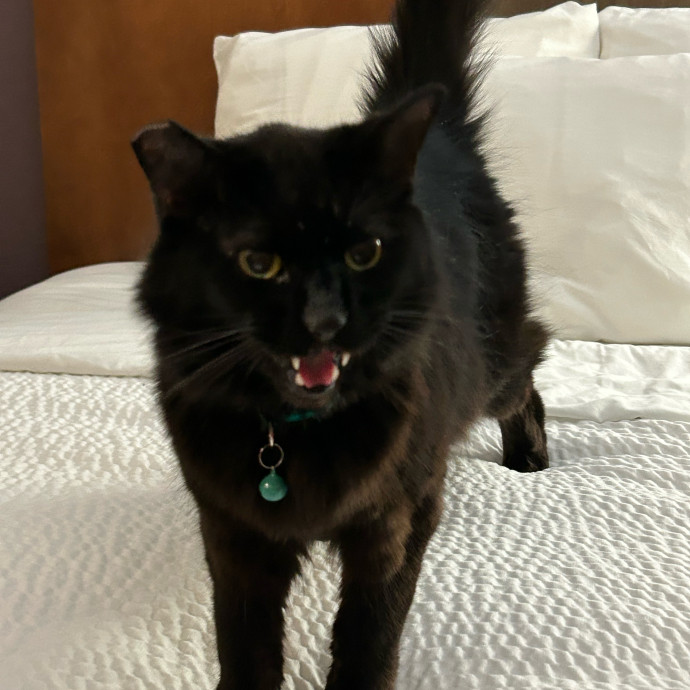 Purr-Fect Stay-Cation For Pampered Kitty photo 3