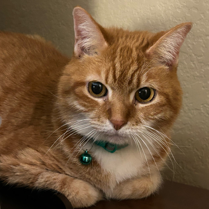 Purr-Fect Stay-Cation For Pampered Kitty photo 2