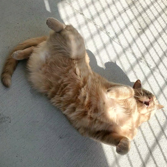 Sarah's Cat Sitting