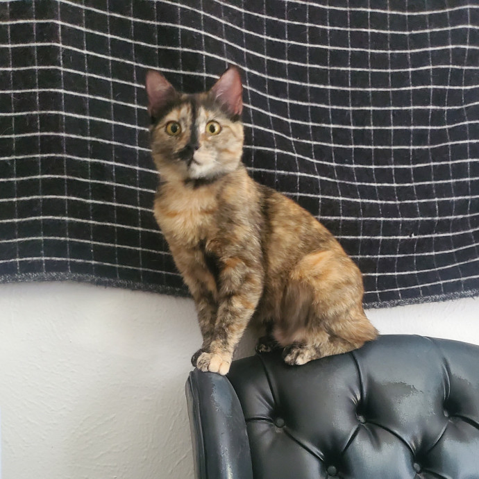 Sarah's Cat Sitting