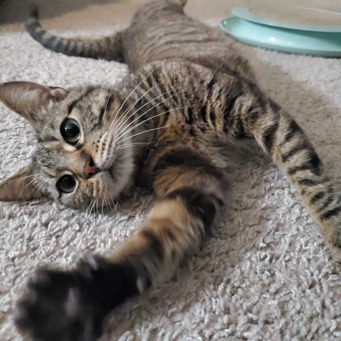 Sarah's Cat Sitting