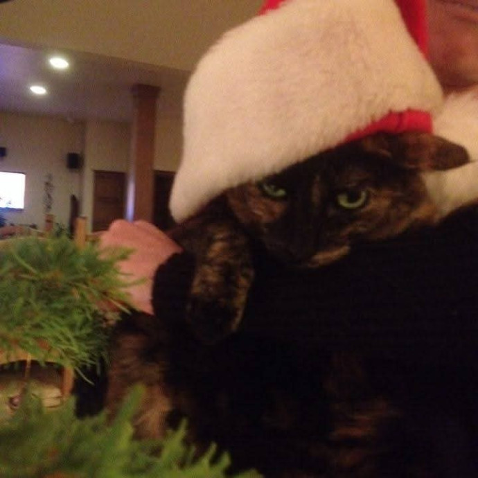 Sarah's Cat Sitting
