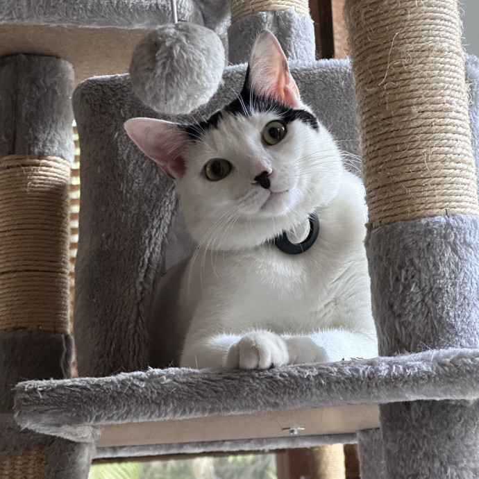 Cattitude Concierge