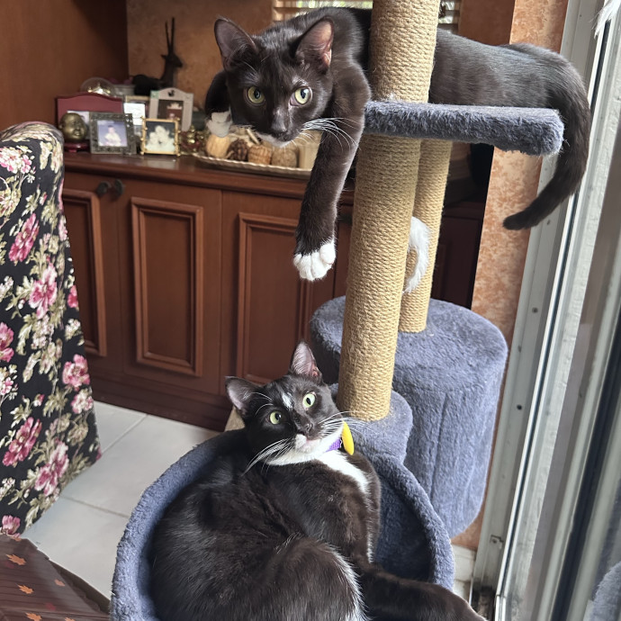 Cattitude Concierge