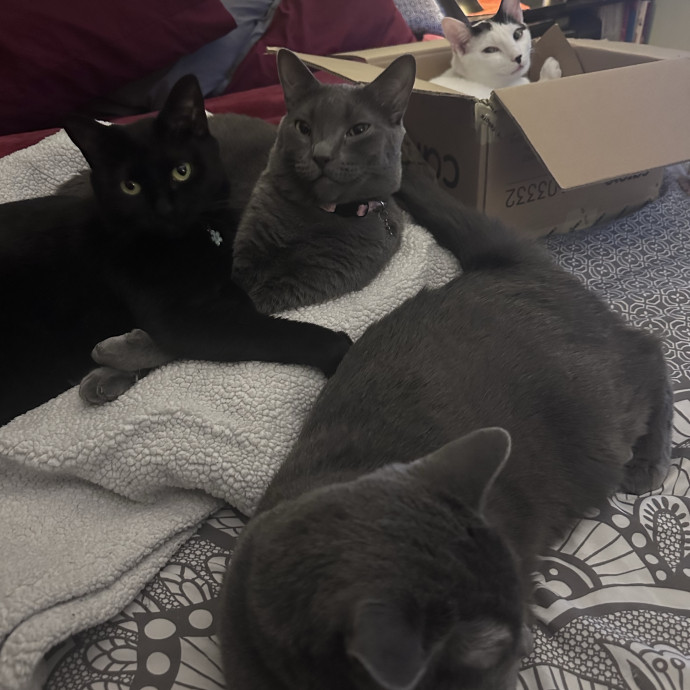 Cattitude Concierge