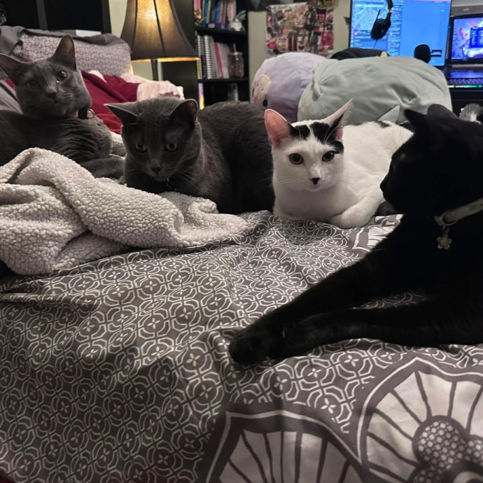 Cattitude Concierge