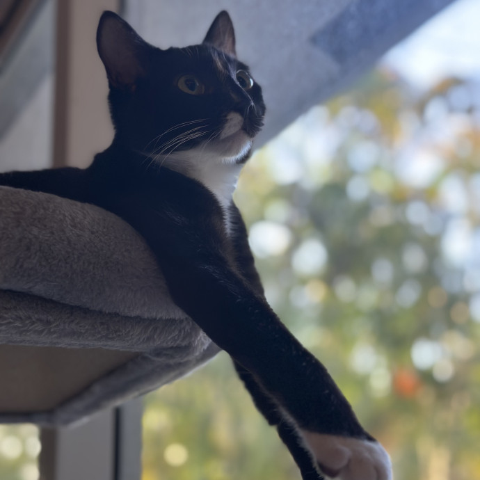 Cattitude Concierge photo 3