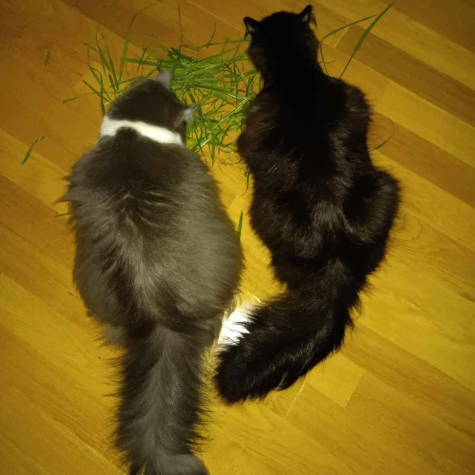 Welcoming New Kitties To Love And Care photo 2