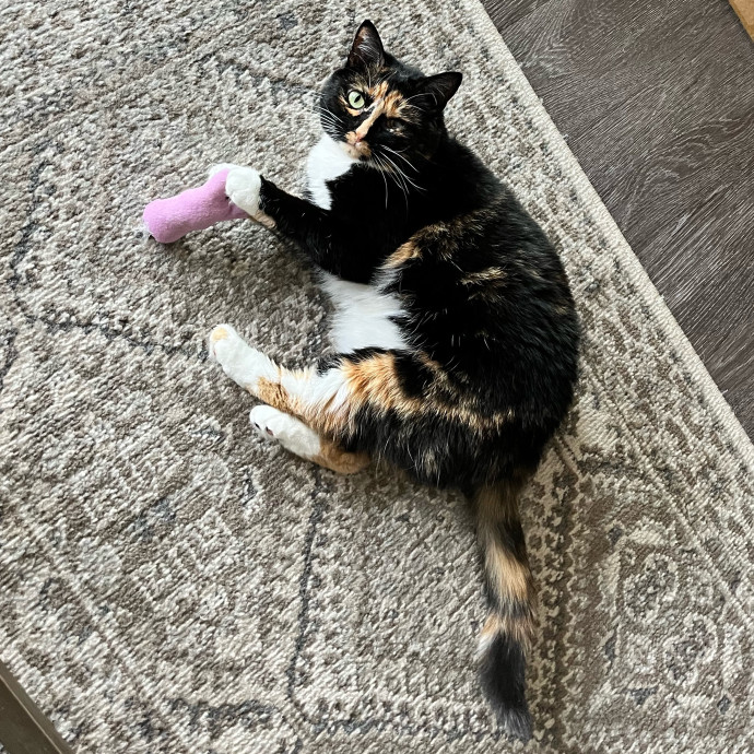 Cat-Centric Columbus Care