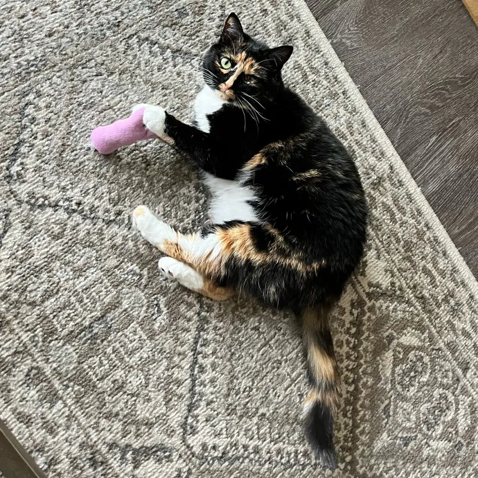 Cat-Centric Columbus Care