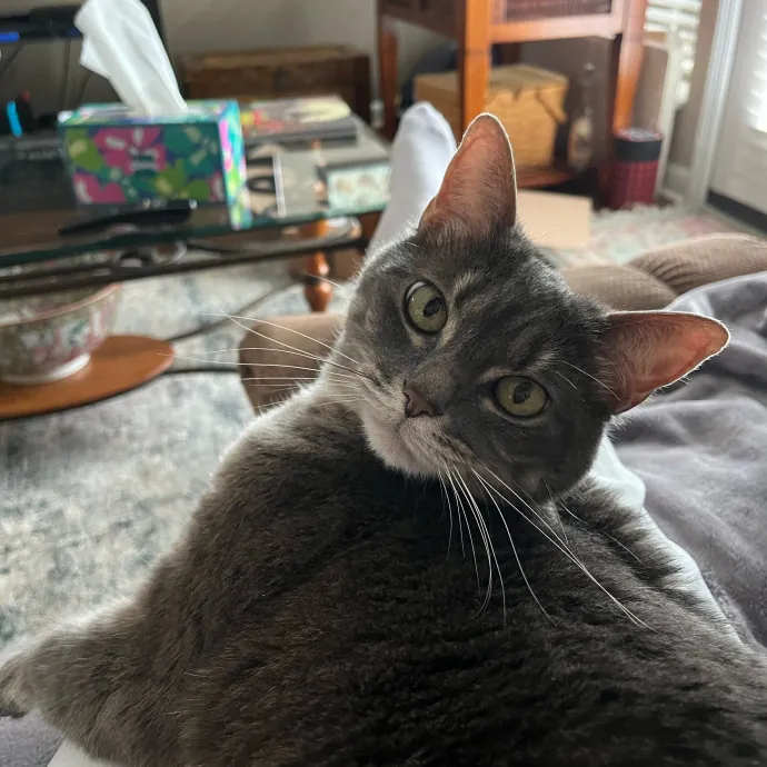 Cat-Centric Columbus Care