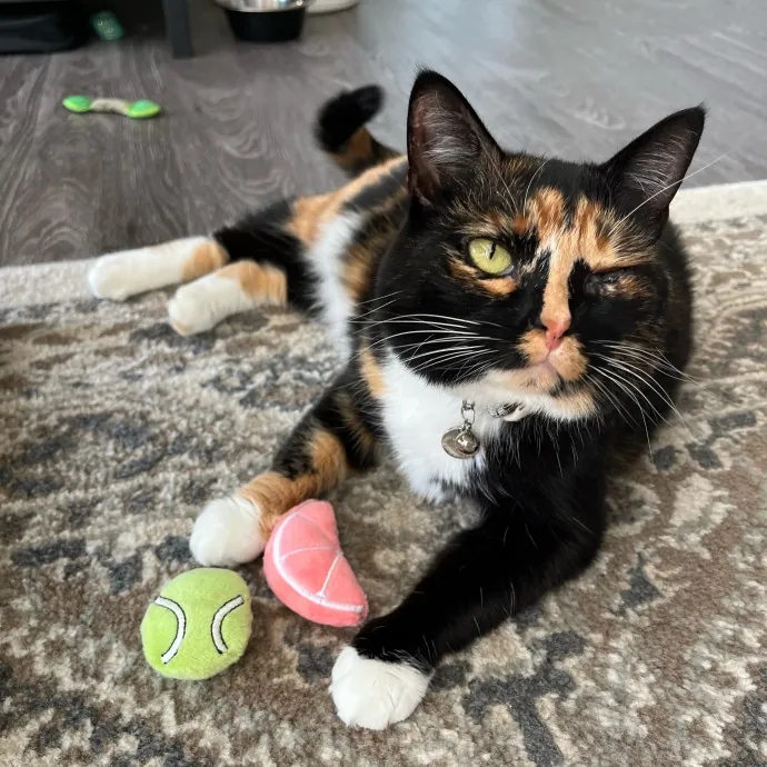 Cat-Centric Columbus Care