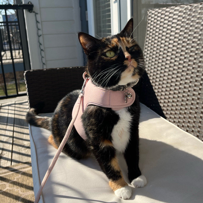 Cat-Centric Columbus Care