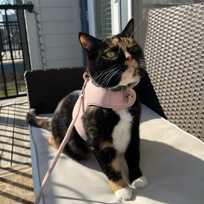 Cat-Centric Columbus Care